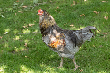 A rooster of Ameraucana chickens