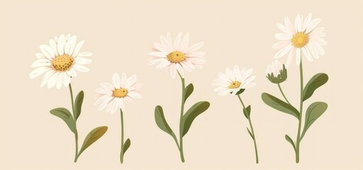 Daisy flower bouquet vector illustration set isolated on beige background, showcasing various growth stages - Generative AI