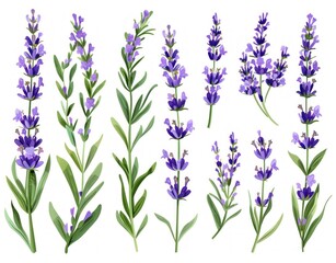 illustration of lavender flowers set on white background, elegant and soothing botanical design Generative ai