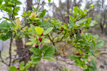 Vaccinium calycinum – Ohelo Kau La'au,  Hawaiian Vaccinium (blueberries) is a monophyletic group comprising three species endemic to the archipelago of Hawaii, Hawaii Volcanoes National Park, Kilauea 