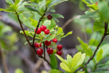 Obraz premium Vaccinium calycinum – Ohelo Kau La'au, Hawaiian Vaccinium (blueberries) is a monophyletic group comprising three species endemic to the archipelago of Hawaii, Hawaii Volcanoes National Park, Kilauea 