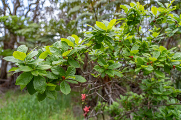 Vaccinium calycinum – Ohelo Kau La'au,  Hawaiian Vaccinium (blueberries) is a monophyletic group comprising three species endemic to the archipelago of Hawaii, Hawaii Volcanoes National Park, Kilauea 