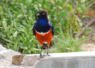  closeup of a  colorful superb starling perched on a stone wall on safari in serengeti  national park in tanzania, east africa       