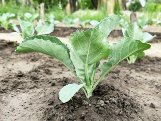cabbage growing on a bed in a vegetable garden