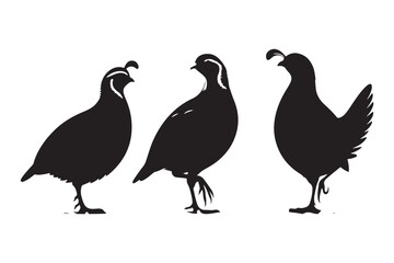 Quail vector silhouette illustration