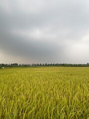 Vast green rice field under cloudy sky