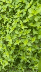 Fresh green mint leaves closeup