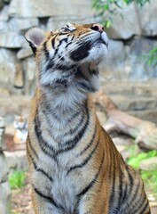 young tiger cub looking up