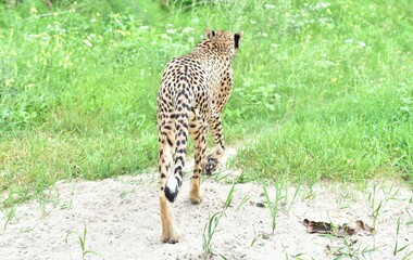 cheetah walks on the sand