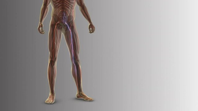 Sciatica pain from the waist down to the legs