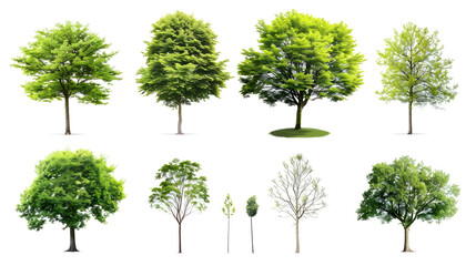 Collection of Trees isolated on a white background
