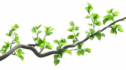 Isolated green tree branch