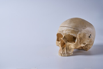 Adult male skull on a white background.