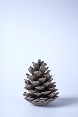 pine cone on white background