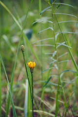 Kozibród, Tragopogon L.
