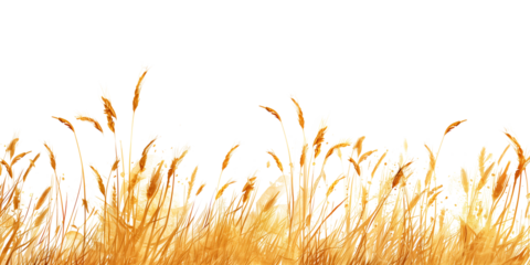 Ears of wheat isolated on transparent background with place for your text.
