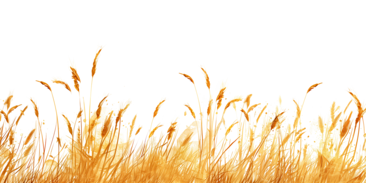 Ears of wheat isolated on transparent background with place for your text.