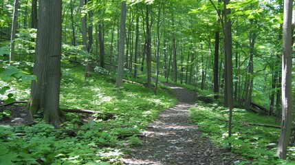 Obraz premium Exploring nature forest hiking trails as pathways for outdoor adventure and exploration