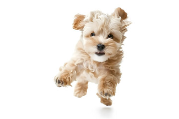 Playful puppy dog running, playing isolated on white background
