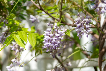 branch of lilac flowers in the spring