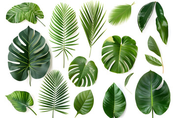 Fototapeta premium Set of Tropical leaves isolated on white background