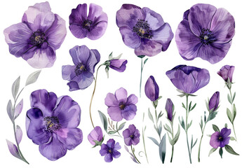 Set of watercolor purple flowers on a white background