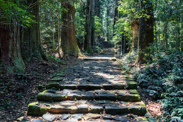 Cobblestone path through the forest of ancient cedars, part of the Kumano Kodo - Nakahechi Daimon-saka Pilgrim Route in Japan.