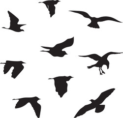Full package illustration of a seagull silhouette in flight 