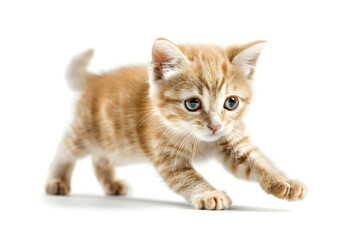 Fototapeta premium Playful kitten, running, playing isolated over white background