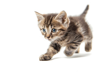 Obraz premium Playful kitten, running, playing isolated over white background
