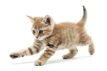 Playful kitten, running, playing isolated over white background