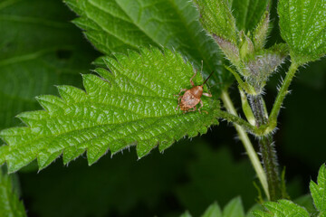 Haselnussbohrer, Curculio nucum © Peter Oetelshofen