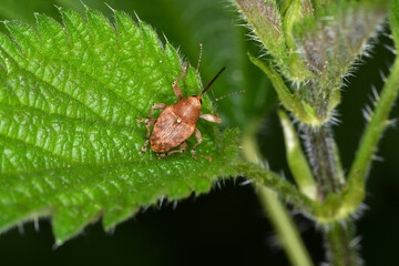 Haselnussbohrer, Curculio nucum