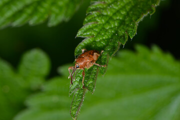 Haselnussbohrer, Curculio nucum