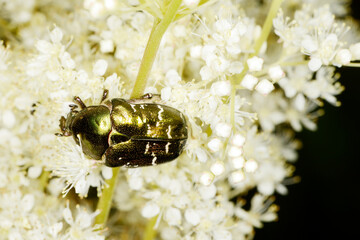 Goldglänzende Rosenkäfer, Cetonia aurata