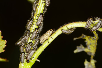 Großer Pappelblattkäfer,  Melasoma populi L.