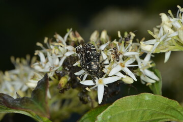 Trauer-Rosenkäfer, Oxythyrea funesta