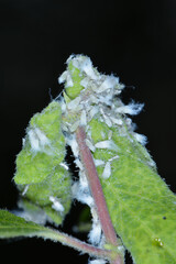 Wollige Geißblattlaus, Prociphilus xylostei