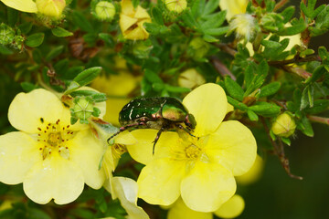 Goldglänzende Rosenkäfer, Cetonia aurata