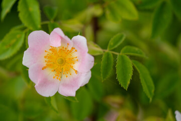 Dog Rose Wild Flower Plant also know as Rosa Canina