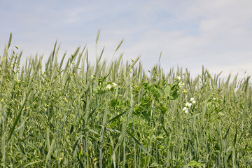 Triticale-, Erbsengemenge, Leguminosengemenge  Menggetreide,  Feld, Feldausschnitt