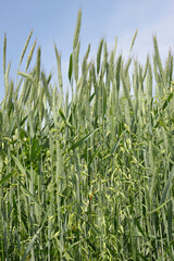 Triticale-, Erbsengemenge, Leguminosengemenge  Menggetreide,  Feld, Feldausschnitt