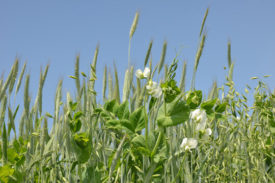 Triticale-, Erbsengemenge, Leguminosengemenge  Menggetreide,  Feld, Feldausschnitt