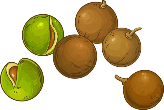 Mongongo Nuts Colored Detailed Illustration.