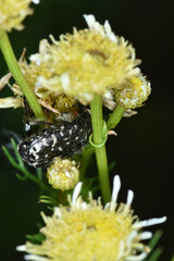 Trauer-Rosenkäfer, Oxythyrea funesta