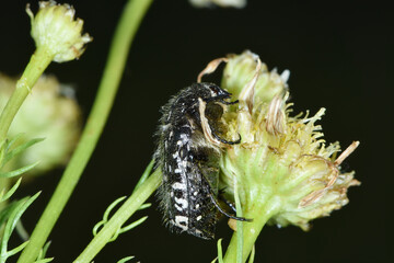 Trauer-Rosenkäfer, Oxythyrea funesta