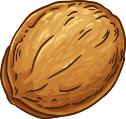 Walnut Colored Detailed Illustration. Organic natural nutritional healthy food ingredient, vegetarian diet product.