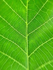 green leaf abstract natural background