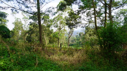 The stunning view of the green trees that decorate the mountains, creates a beautiful and calm natural atmosphere
