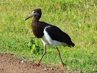  black stork   walking  by the side of a dirt road on safari in ngorongoro crater   conservation area in tanzania, east africa 